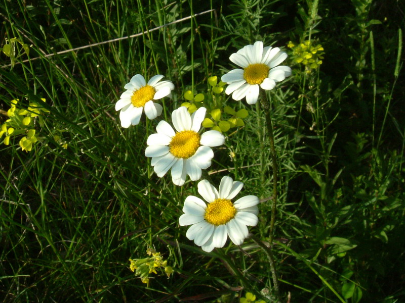 Bellis a Campotrera - no, Anthemis o  Tanacetum sp.